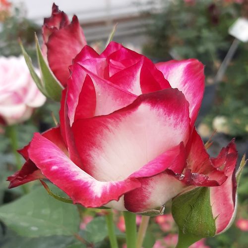Rosa  Hessenrose™ - różowo - biały - Róże pienne - z kwiatami hybrydowo herbacianymi - korona równomiernie ukształtowana